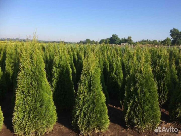 Туи Смарагд Брабант из Питомника + Гарантия