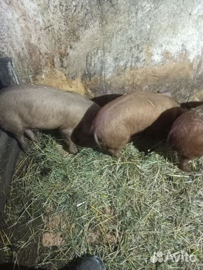 Поросята дюрок