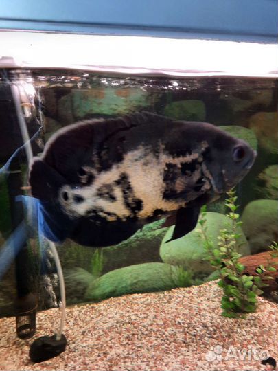 Аквариумные рыбки