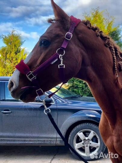 Жеребец 17 лет