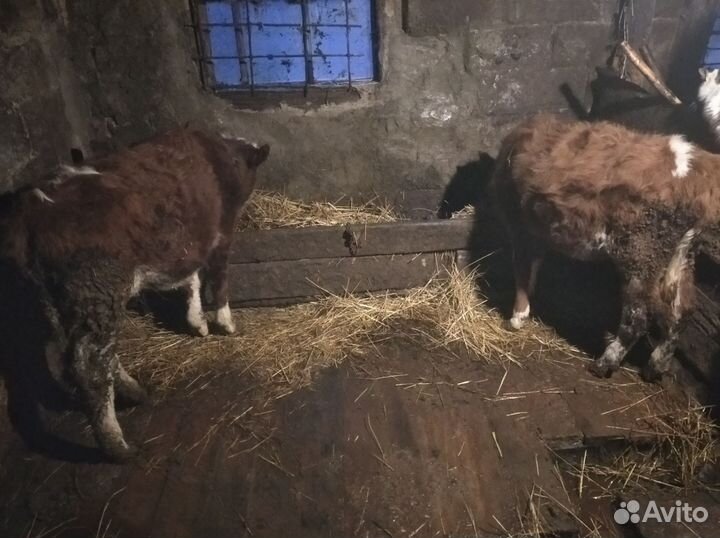 Две телочки по 6 месяцев