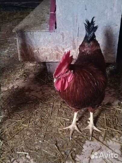 Продаю петушков Кучинских