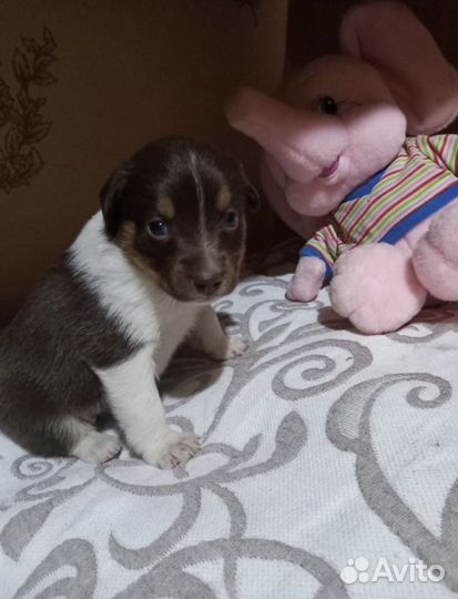 Щенок в дар