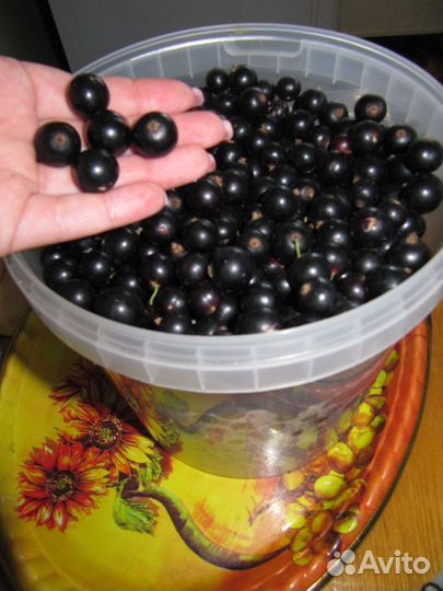 Земляника Клубника Малина