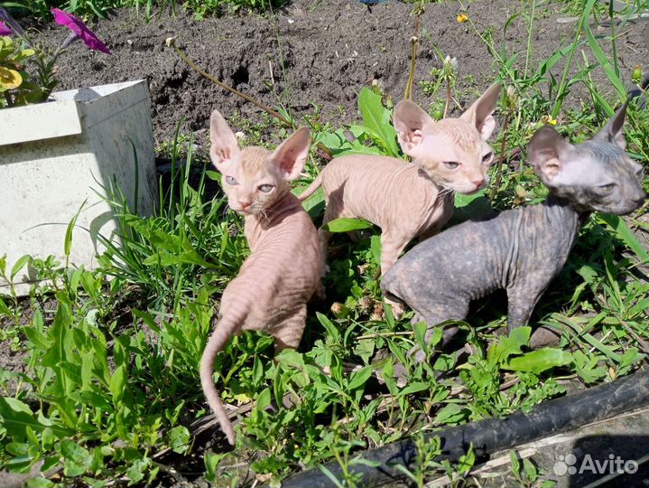 Котята сфинксы