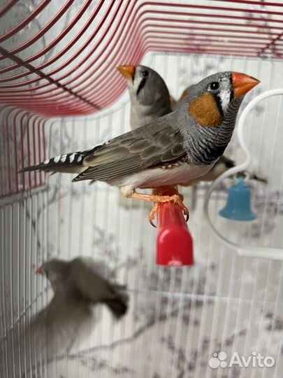 Зебровые амадины