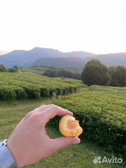 Пуэр,Шен Пуэр,Шу Пуэр,Гречишный чай