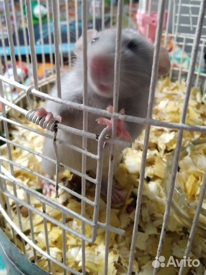 Продаю крысу