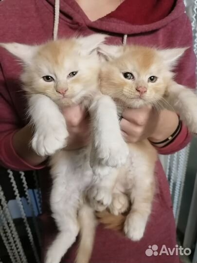 Котята мейн-кун