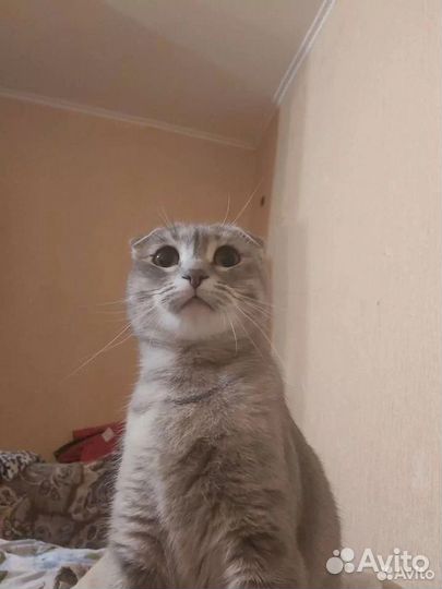 Британец и вислоухая кошечки ищут добрые ручки