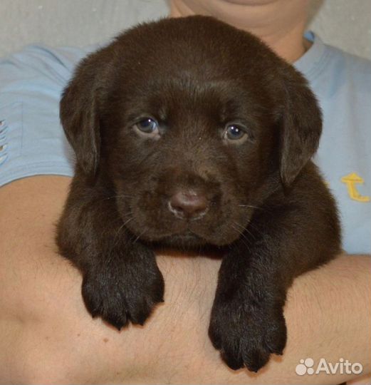 Щенки лабрадора шоколадного окраса, 2 мес