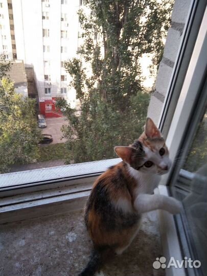 Кошка в дар