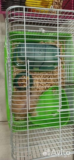 Сирийские хомяки с клетками