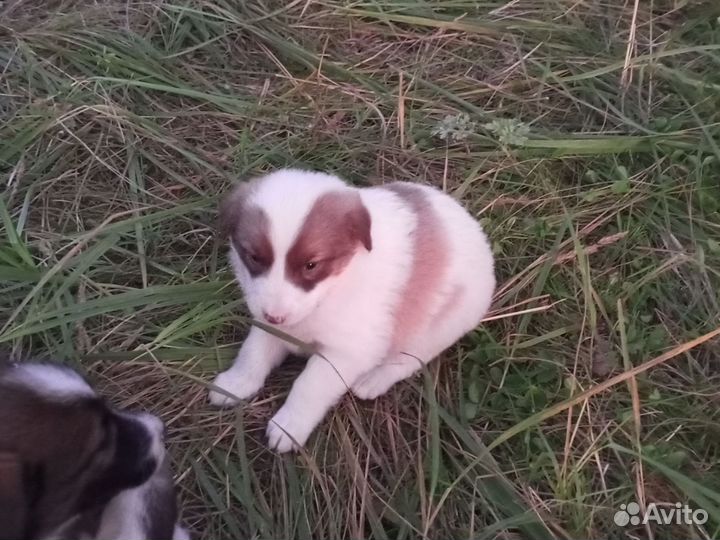 Щенки породистые