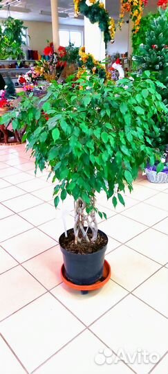 Фикус бенджамина ствол решётка 120см.Фото реальное