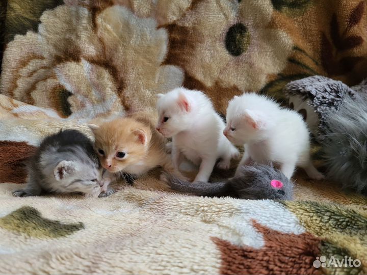 Отдам в добрые руки котят