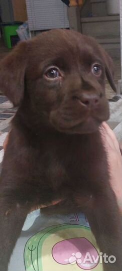 Щенки лабрадора