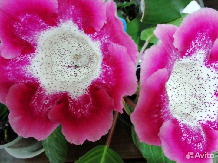 Глоксиния цветущая