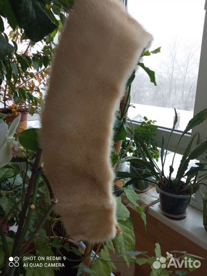 Шкурка животного