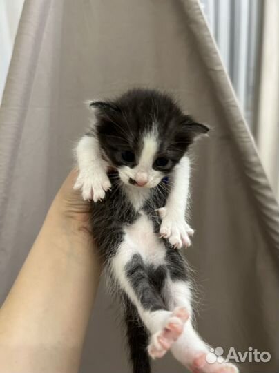 Кошка в дар