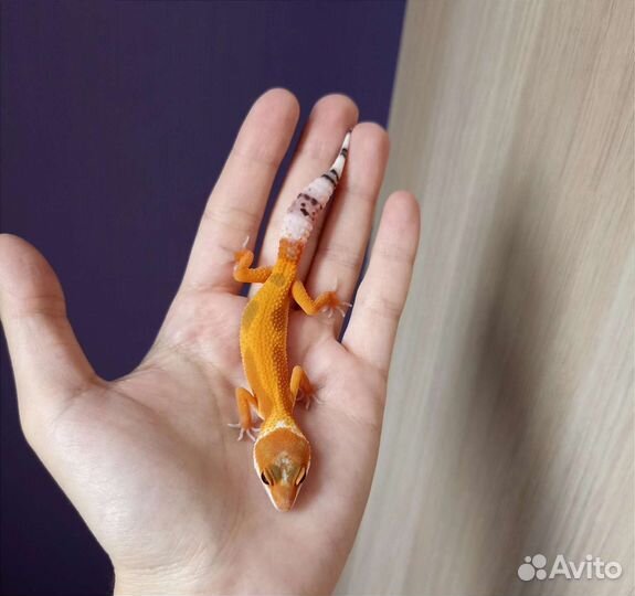 Эублефары малыши