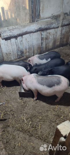 Вьетнамские свиньи