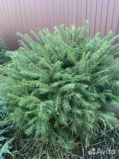 Ель живая