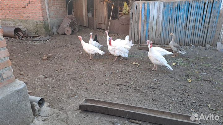 Индюки домашние