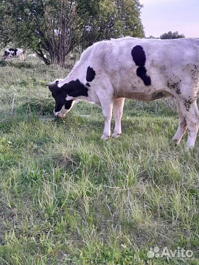 Корова,овец,бараны