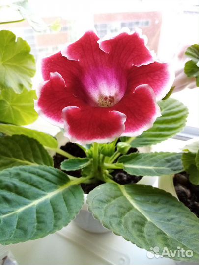 Пеларгония герань розебудная, глоксинии