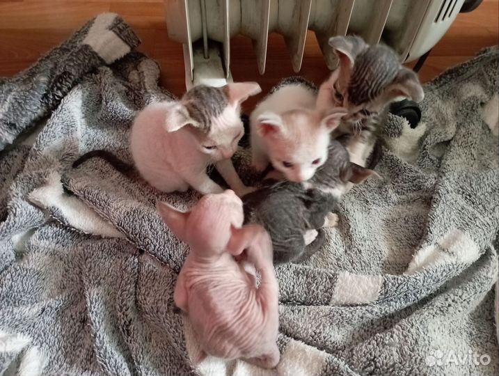 Донской сфинкс котята