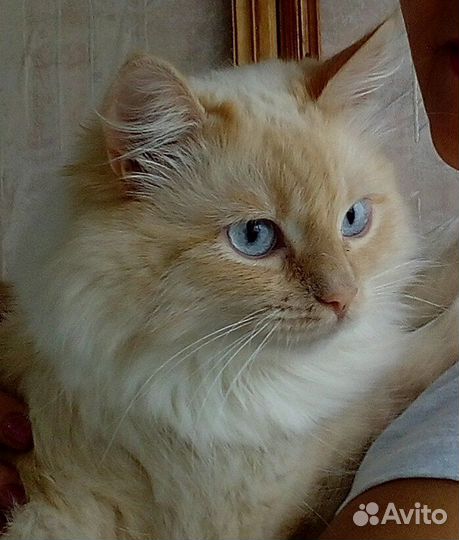 Кот - компаньон в дар