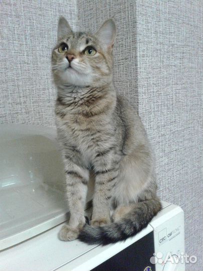 Котенок Шейла в добрые руки