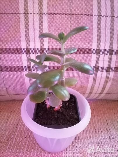 Денежное дерево толстянка