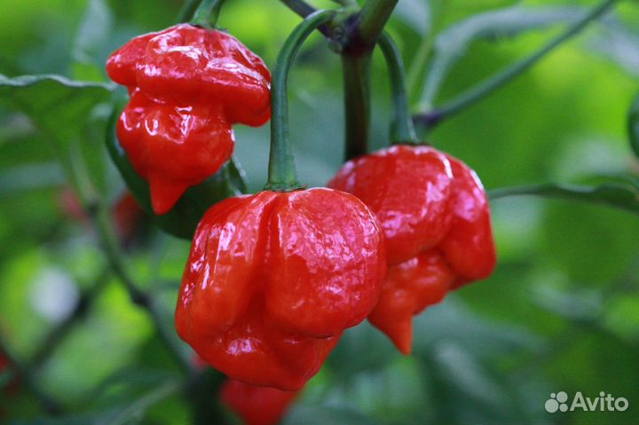 Острые перцы 6 сортов, семена