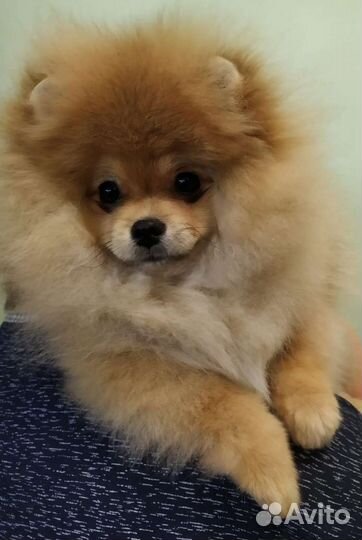 Померанский шпиц