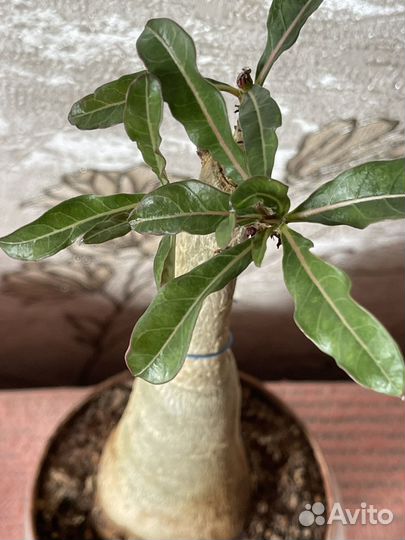 Адениум привитый