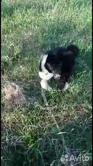 Русско европейская лайка