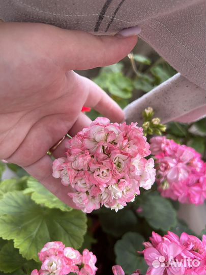 Пеларгония герань розебудка белый снег