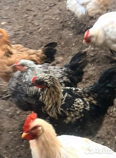 Петухи 5 месяцев