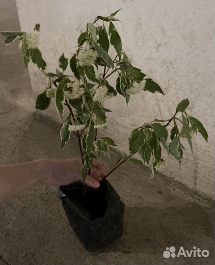 Дёрен Жасмин