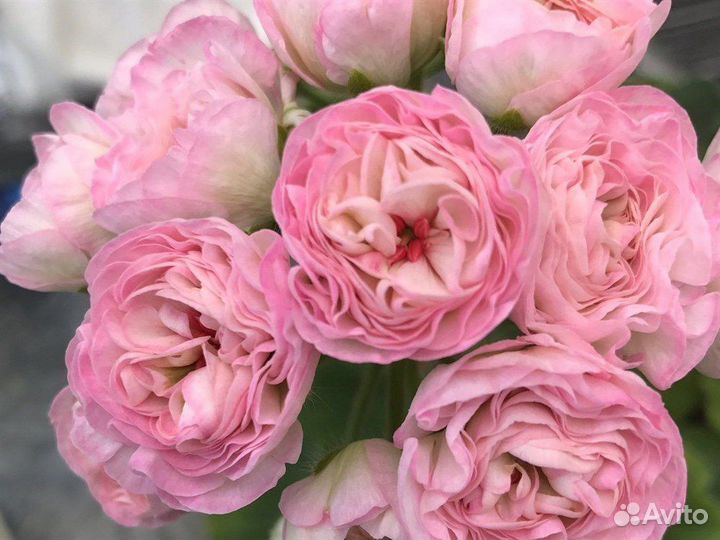 Пеларгония герань сортовая Анна Жанет