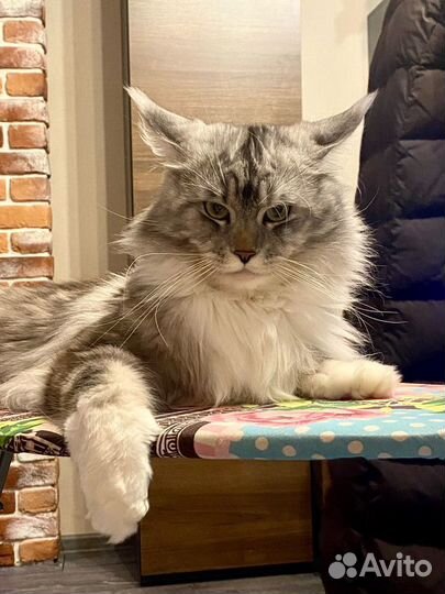 Кот мейн-кун вязка