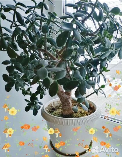 Толстянка денежное дерево