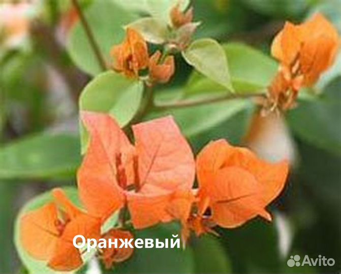Бугенвиллия. Укоренённые черенки. Разные сорта