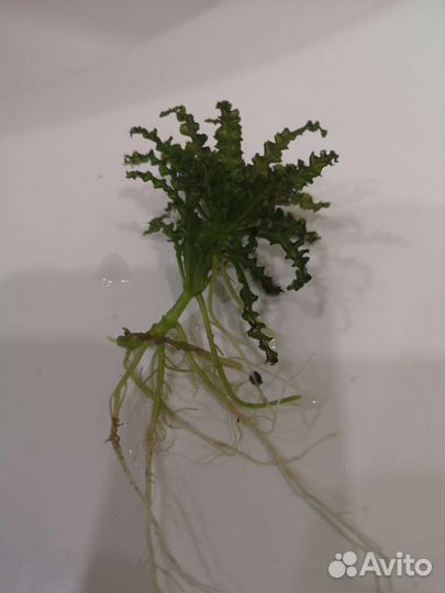 Аквариумные растения бесплатно по воскесеньям