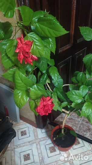 Гибискус китайская роза красная