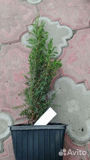 Кипарисовик, тисс, тсуга