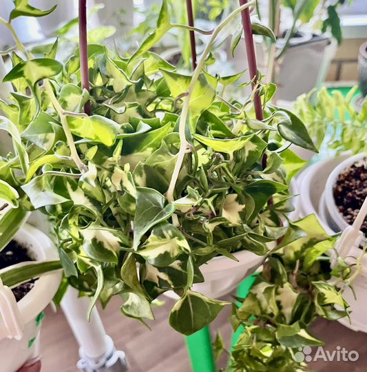 Комнатные растения