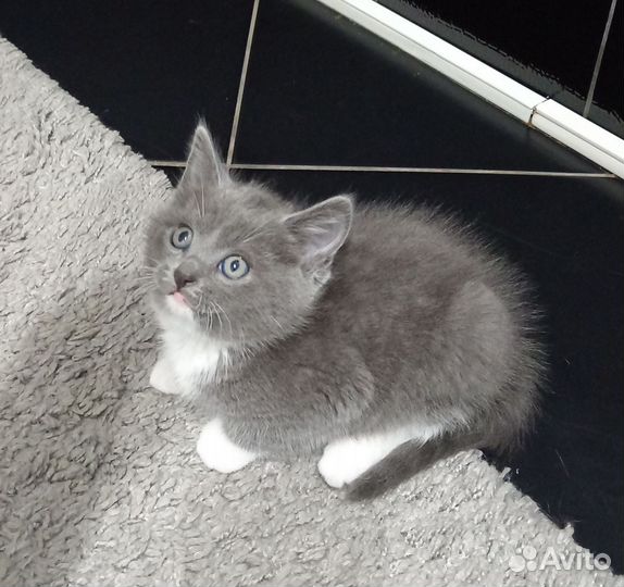 Кошечка в добрые руки